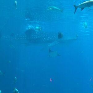 Meet your Posher, Kaylee